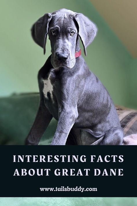 Great Dane Facts, Dalmatian Mix, The Great Dane, Unique Facts, Bulldog Breeds, Great Danes, Band Poster, Irish Terrier, Dane Dog