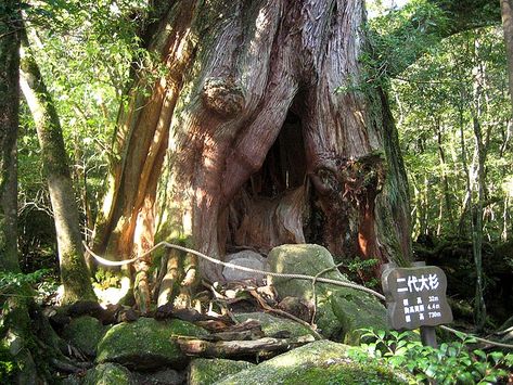 Tolkien Landscape, Yakushima Island, Japan Honeymoon, Yakushima, Japan Travel Guide, Nature Hikes, Hidden Beach, Aesthetic Japan, Forest House