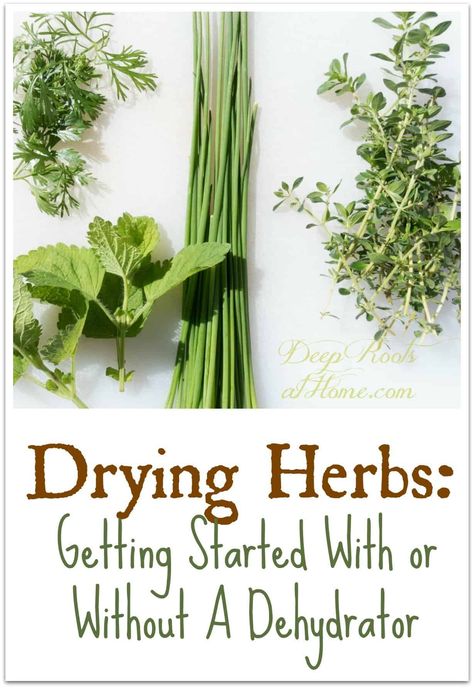 Drying Herbs: Getting Started With Or Without A Dehydrator. #home #diy #howto #ideas #tips #lifestyle #healthy #herbs #herbal #plants #garden #dehydrator #drying #frugal #thrifty #homemade #homemaking #green #homestead #homesteading #sustainable #natural #wellness #creative #crafts #crafting #offgrid #naturalliving #rosemary #mint #oregano #sage #cilantro #oven #thyme #leaves #plans #flavors via @deeprootsathome Dehydrator Herbs, Drying Thyme, Gardening Herbs, Home Medicine, Healthy Wellness, Watermelon Art, Types Of Herbs, Herbal Plants, Healthy Herbs