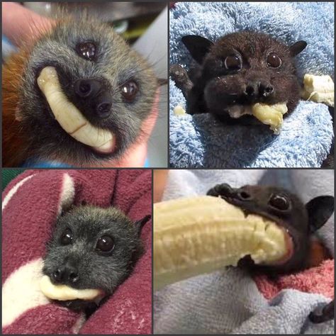 Dr Helen Ingram on X: "We’ve reached that point in the week where we would all benefit from seeing some baby bats eating bananas https://t.co/JfjqHsP2p7" / X Bat Eating Banana, Bat Reference, Bat Eating, Banana Meme, Eating Banana, Fox Bat, Eating Bananas, Fruit Bat, Baby Bats