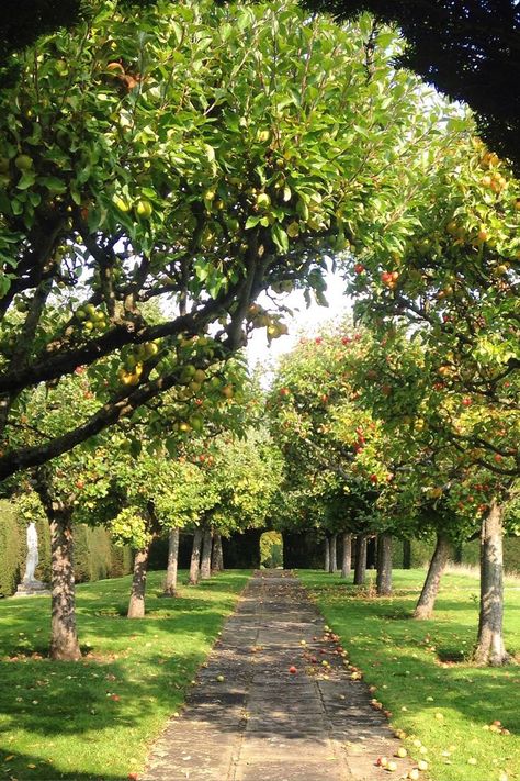 Orchard Garden Aesthetic, Food Garden Ideas, Orchard Landscaping, Orchard Ideas, Food Landscape, House With Garden, Hatfield House, Orchard Design, Orchard House