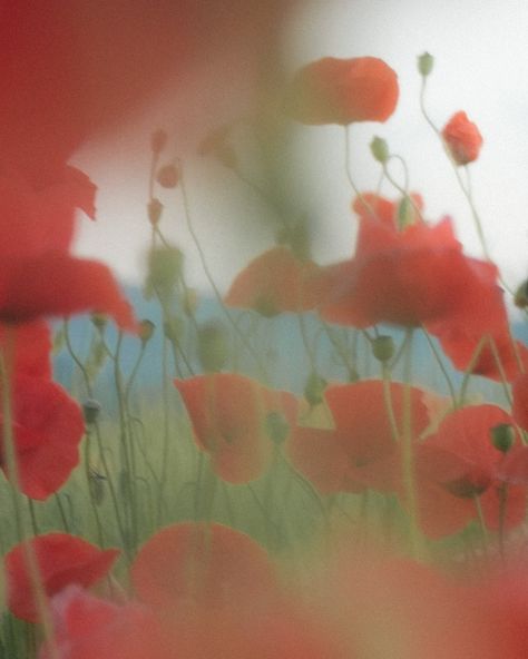 qualitity time with my sis // poppy #poppy #mohnfeld #shoot #light #portraitphotography #moment #nature #mohn #moments_in_visuals Poppies Aesthetic, Poppy Aesthetic, Wild Poppies, Original Characters, Poppy Flower, Greek Gods, Red Poppies, Phone Backgrounds, Start Up