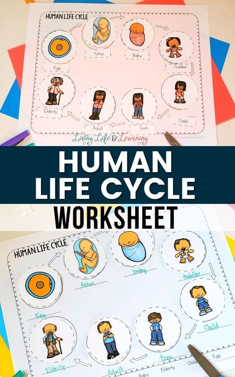 Human Life Cycle Worksheet Human Body Homeschool, Life Cycle Worksheet, Life Cycles Preschool, Stages Of Human Development, Homeschool Science Lessons, Human Life Cycle, Human Body Worksheets, Human Growth And Development, Cycle For Kids