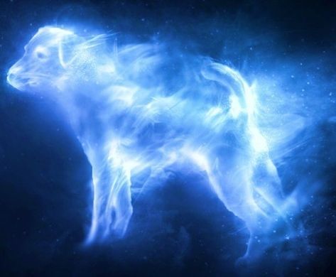 (For Taurus) I got Jack Russell Terrier! You’re down-to-earth, reliable, and stubborn as all get out. You’re loyal to your friends and a hard-worker with a good heart. Everyone wants you on their team What's Your Patronus Based On Your Zodiac Sign? Otter Patronus, Quiz Harry Potter, Harry Potter Witch, Harry Potter Expecto Patronum, Hogwarts Professors, Which Hogwarts House, Quiz Buzzfeed, Weasley Family, Harry Potter Quiz