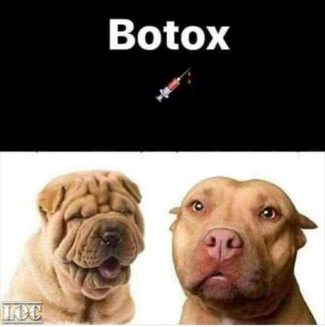 Dog botox. Before and After pictures. :-D Botox Funny, Botox Quotes, Memes Cute, Roller For Face, Monday Memes, Funny Animal Quotes, Funny Animal Pictures, Facial Skin, Minneapolis