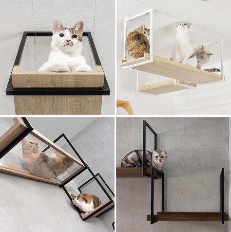 Create a Suspended Catwalk with AVENUE Cat Shelves from MYZOO • hauspanther Wall Mount Cat Furniture, Diy Cat Walks In House, Suspended Walkway, Cat Climbing Wall Shelves, Diy Cat Shelves, Cat Walkway, Walk Ideas, Cat Climbing Shelves, Cat Climbing Wall