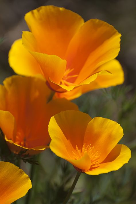 California Flowers, Poppy Flower Tattoo, Poppy Seed Chicken, Poppy Drawing, Poppies Tattoo, Yellow Hibiscus, Flower Close Up, Poppy Painting, California Poppy