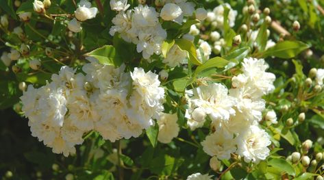 White Lady Banks Climbing Rose, Lady Banks Roses, Lady Banks Climbing Roses, Rosa Banksiae, Lady Banks Rose, Rose Fertilizer, Japanese Beetles, Backyard Plants, Rose Vines