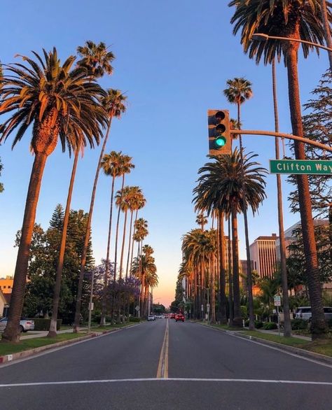 Palm Trees, Trees, California