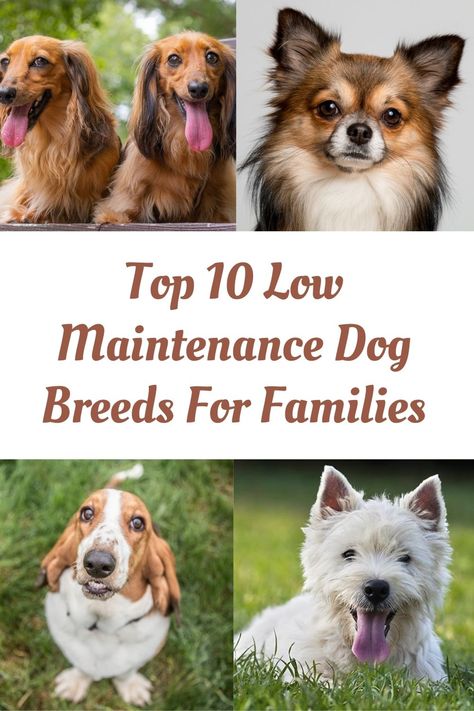 Mid Sized Dogs, Low Energy Dogs Breeds, Small To Medium Dog Breeds, Best Dog Breeds For Kids, Best Dog Breeds For Families, Small Dog Breeds Low Maintenance, Pretty Dog Breeds, Medium Size Dog Breeds, Best Family Dog