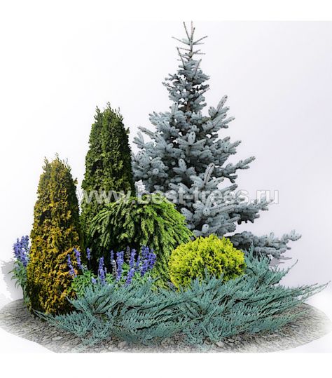 Evergreen Landscape, Conifers Garden, Evergreen Garden, Privacy Landscaping, Front Landscaping, Garden Shrubs, Dry Creek, Landscape Plans, Garden Landscape Design