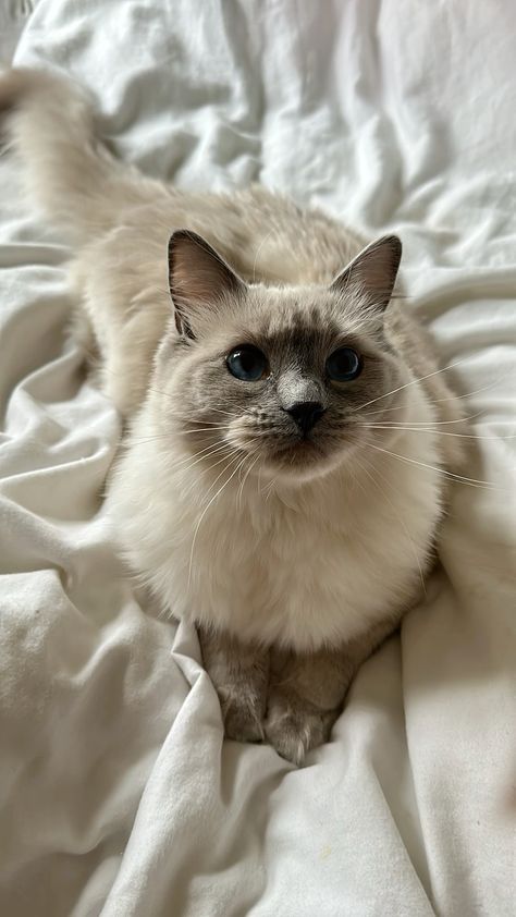 Cute Cats Ragdoll, Grey And White Ragdoll Cat, Cinnamon Ragdoll Cat, Ragdoll Aesthetic, Rag Doll Cats, White Ragdoll Cat, Ragdoll Cat Colors, Cats Ragdoll, Cat Ragdoll