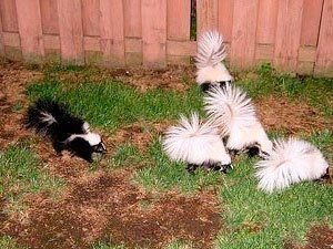 Problems with skunks in your yard Skunk Smell In House, Skunk Trap, Rodent Repellent Plants, Skunk Repellent, Skunk Removal, Getting Rid Of Skunks, Skunk Spray, Skunk Smell, Baby Skunks