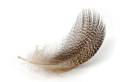 Brown Feather Spiritual Meaning (Good luck?) Turkey Feather Meaning, Brown Feather Meaning, Feather Spiritual Meaning, Feather Meaning, Protection Symbols, Native American Traditions, Signs From The Universe, Truth And Justice, Turkey Feathers