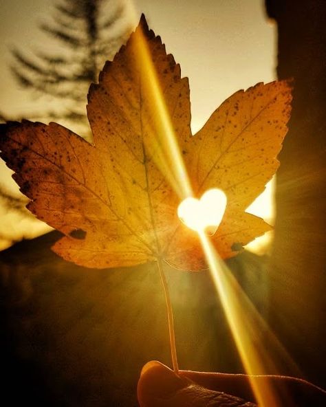 The Last Leaf, November Challenge, Heart In Nature, Trending Pins, Dry Leaf, Foto Art, Photo Projects, End Of The Year, Autumn Aesthetic