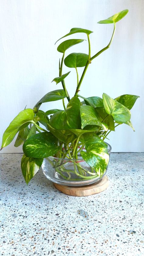 Dola Biswas | Pothos Decoration in Glass Containers . . . #pothos #pothosplant #plantdecor #plantreels #plants #indoorplants #gardeningreels #gardening… | Instagram Pothos Table Centerpiece, Pothos In Water, Water Plants Indoor, Water Ideas, Small House Garden, Companion Planting Vegetables, Houseplants Low Light, Herb Garden Design, Vertical Garden Diy