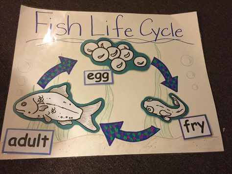 Fish Life Cycle Life Cycle Math Activities, Fish Life Cycle Craft, Animal Life Cycle Craft, Salmon Life Cycle Craft, Fish Life Cycle Activities, Life Cycles 3rd Grade Science, Fish Unit Study, Fish Life Cycle, Rainbow Fish Activities