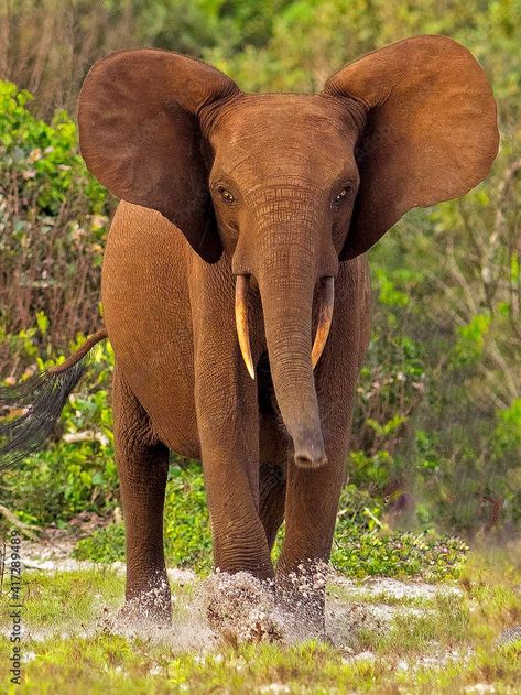 Forest Elephant, African Forest, African Forest Elephant, Mammals, Cool Designs, Elephant, Forest, Animals, Design