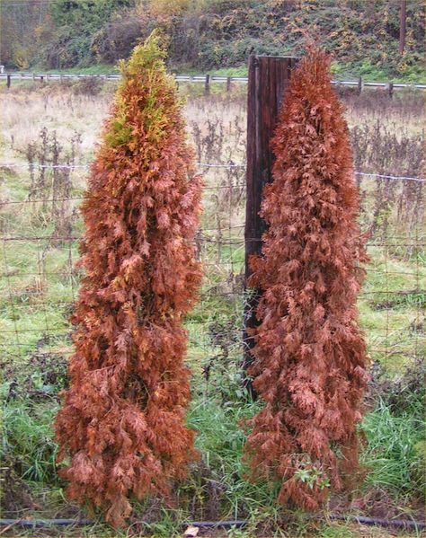 Arborvitae What you Need to Know Article Arborvitae Fence, Gondola Painting, Thuja Emerald Green, Emerald Arborvitae, Arborvitae Landscaping, Garden Pantry, Privacy Fence Landscaping, Green Giant Arborvitae, River Garden