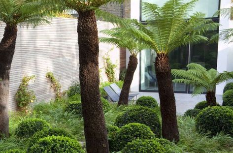 Designer Visit: At Home in Jurassic Park, in North London - Gardenista Landscape Residential, Kate Austin, Tom Stuart Smith, Hydrangea Petiolaris, Small Urban Garden, Ferns Garden, Tree Fern, Garden Levels, London Garden