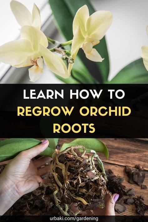 How To Save An Orchid, Orchid Root Rot, How To Repot Orchids With Long Roots, Transplanting Orchids, Orchid Propagation, Orchid Growing, Phalaenopsis Orchid Care, Repotting Orchids, Gardening Products