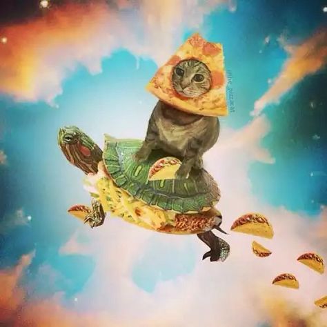 taco turtle & pizza cat Cats Tumblr, Taco Cat, Pizza Cat, Galaxy Cat, Space Cat, Cat Posters, Cat Quotes, Cat Wallpaper, Silly Cats