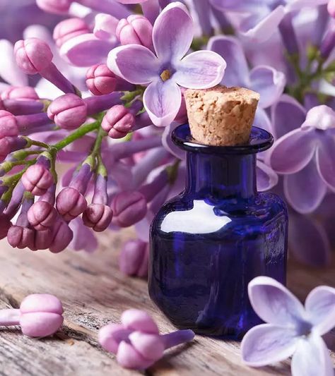 8 Amazing Benefits Of Lilac Essential Oil