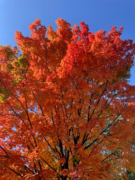 Autumn Leaves Aesthetic, Cinnamon Scented Candles, Autumn Instagram, Fall Mood Board, Pumpkin Picking, Fall Inspo, Best Seasons, We Fall In Love, Autumn Cozy