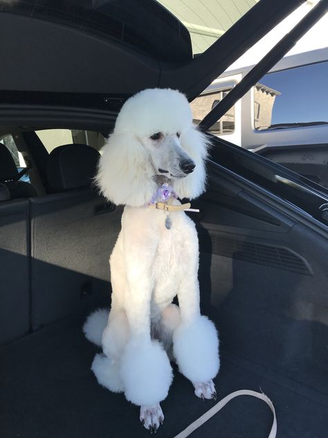 Standard Poodle Summer Cut, Toy Poodle Haircut Teddy Bears, Dog Vest Diy, Poodle Styles, Poodle Aesthetic, Poodle Puppy Cut, Poodle Hairstyles, White Standard Poodle, Standard Poodle Haircuts