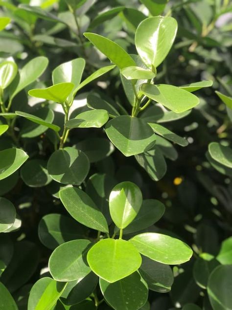 Ficus microcarpa 'Moclame' | Farm Life Tropical Foliage Ficus Moclame, Ficus Microcarpa, Easy Care Houseplants, Ficus Benjamina, Fig Plant, Painting Video, Ficus Lyrata, Ficus Tree, Indoor Trees