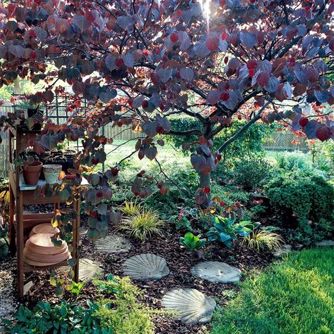 Forest Pansy Redbud Tree Landscaping, Forest Pansy Tree, Ruby Falls Redbud Tree, Cercis Canadensis Forest Pansy, Forest Pansy Redbud Tree, Forest Pansy Redbud, Small Garden Spaces, Forest Pansy, Eastern Redbud Tree