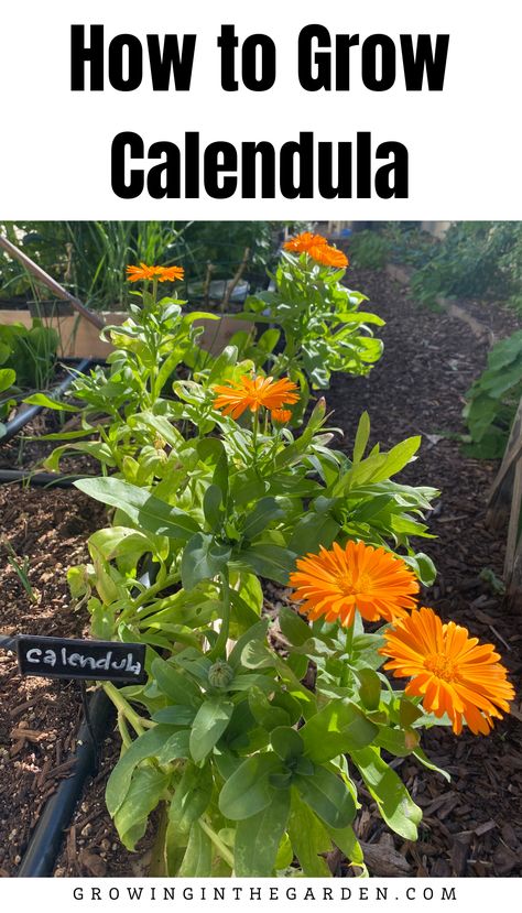 Easy-to-grow calendula flowers greet the morning by blooming, and then close again each night. Calendula is a cool-loving flower used in salves and teas with many health benefits. Learn how to grow calendula with these 5 tips. Calendula In Garden, Candela Flower, Calendula Plant, Growing Calendula, Terrace Planting, Bee Attracting Flowers, Flower Planting Guide, Shakespeare Garden, Flower Bushes