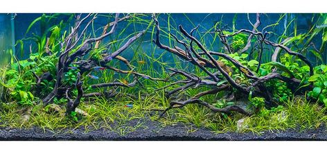 Design of Driftwood in Aquariums | Tropical Fish Hobbyist Magazine Fish Store, Planted Tank, Nature Aquarium, Aquatic Plants, Planted Aquarium, Tropical Fish, Aquariums, Aquarium Fish, Natural Look