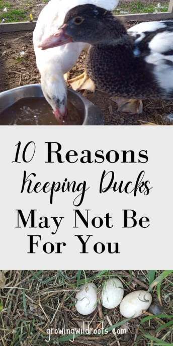 Duck Chicken Coop Ideas, Duck Habitat Diy, Runner Duck Coop Ideas, Runner Ducks Coop, Runner Duck House, Runner Duck Coop, Runner Ducks In Garden, Ducks In Garden, Duck Pen Ideas