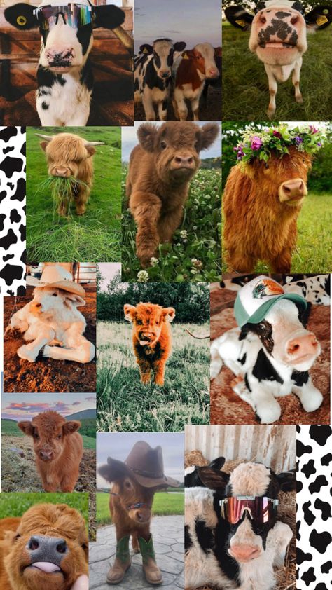 Not my pics Pet Cows, Cow Wallpaper, Very Cute Puppies, Baby Farm Animals, Fluffy Cows, Cow Pictures, Cute Small Animals, Cute Animals Puppies