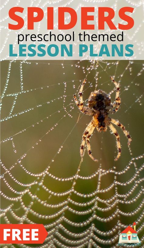 Try these free spider lesson plans for preschoolers. These free preschool lesson plans feature 16+ activities to teach about spiders. These spider themed lesson plans for preschoolers include all the core subjects. Teach younger children about the interesting life of spiders and their webs with these free spider lesson plans for preschoolers. Spider Theme Preschool, Spider Facts For Kids, Spider Preschool, Preschool Movement Activities, Free Preschool Lesson Plans, Spider Lessons, Spiders Preschool, Themed Lesson Plans, October Lesson Plans