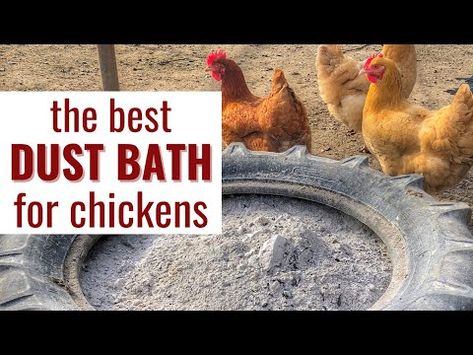 Dust Bath Box For Chickens, Chicken Dusting Box Ideas, Diy Chicken Dust Bath Ideas, Diy Dust Bath For Chickens, Diy Dust Bath, Chicken Dust Bath Ideas, Chicken Dust Bath, Chicken Bath, Dust Bath For Chickens