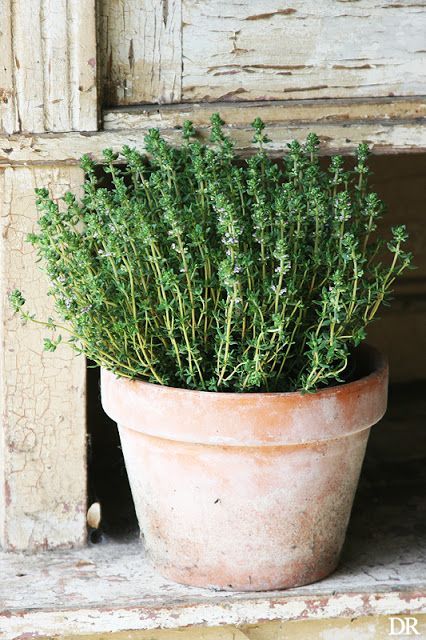 Spring Gardens, Herb Pots, Kitchen Garden, Spring Garden, Permaculture, Herb Garden, Window Sill, Thyme, Green Thumb