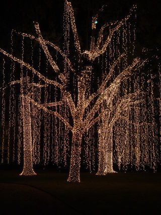 Forest of Lights! In Houston, TX ( but where would you plug it all in?) Lighted Trees, Outdoor Tree Lighting, Willow Trees, Diy Christmas Lights, Outdoor Trees, Christmas Lighting, Xmas Lights, Oak Trees, Christmas Bedroom