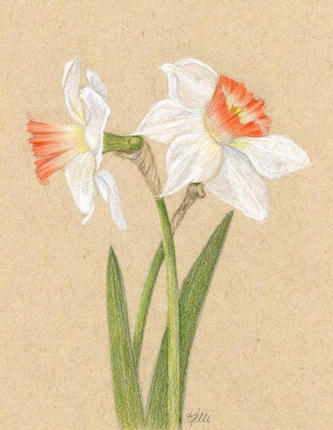 White Daffodil Flowers Original Colored Pencil Drawing | Etsy Daffodil Drawing Watercolors, Spring Pencil Drawings, Flower Drawing Colored Pencil, Dafodill Flowers Drawing, Colored Pencil Drawings Of Flowers, Color Pencil Flowers, Narcissus Flower Drawing, Colored Pencil Flowers, Colored Pencil Sketches