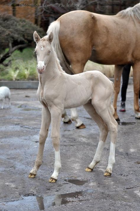 Horse Reference Photos, Leading Horse Reference, Palomino Foal, Cremello Horse, Quarter Horse Foal, Warmblood Foal, Foal Laying Down, Horse Foal, Baby Horse