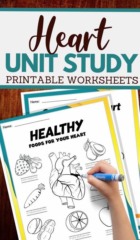 parts of the heart and more worksheets Heart Month Activities, Heart Health Activities, Heart Healthy Activities, February Worksheets, Homeschooling Worksheets, Heart Lesson, Heart Health Month, Steam Kids, Human Body Activities