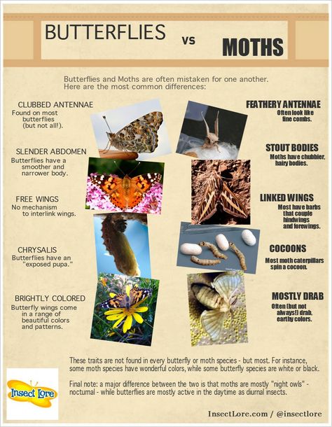 Butterfly Vs Moth, Moth Life Cycle, Insects For Kids, Bug Identification, Butterfly Lessons, Kindergarten Science Activities, Butterfly Facts, Monarch Butterfly Garden, Butterfly Science