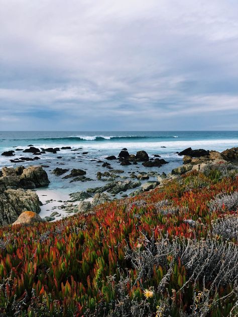 A road trip guide to California's gorgeous central coast Central Coast California, Monterey Peninsula, Perfect Road Trip, California Garden, Wild Forest, Central California, California Art, California Coast, Central Coast