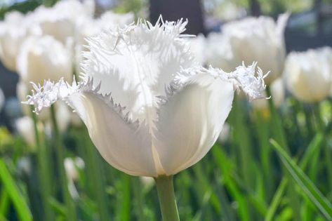 Resembling unfurling swan's wings. Tulip 'Swan Wings' is a lovely tulip exhibiting pure white flowers delicately fringed at the end like the immaculate feathers of a swan. As an added bonus, it is fragrant! Blooming in mid-late spring, this spectacular member of the Fringed Tulips group enjoys a long stem and will look ravishing in a vase! Grows up to 22 inches tall (55 cm) Types Of Tulips, Botanical Tulip, Lily Turf, Swan Wings, Dendrobium Orchids, Parrot Tulips, Fragrant Plant, Garden Bulbs, Star Of Bethlehem