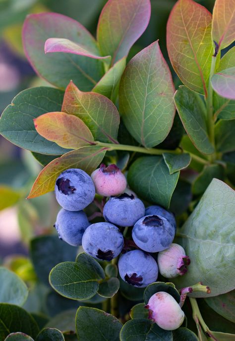 Highbush Blueberry, Blueberry Plant, Berry Plants, Blueberry Bushes, Fruit Photography, New Fruit, Fine Gardening, Starter Plants, Arte Inspo