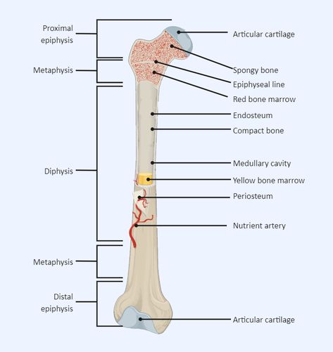 Long Bone Labeled Structure Of Bone, Anatomy Education, Science Diagrams, Gross Anatomy, Anatomy Bones, Radiology Tech, Medical Photos, Emoji Pictures, Medical School Essentials