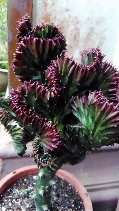 Euphorbia lactea crest 'Coral Cactus' Euphorbia Lactea, Coral Cactus, Inside Plants, 18th Birthday Party, Rare Succulents, Cactus Garden, Cacti And Succulents, Cool Plants, Dream Garden