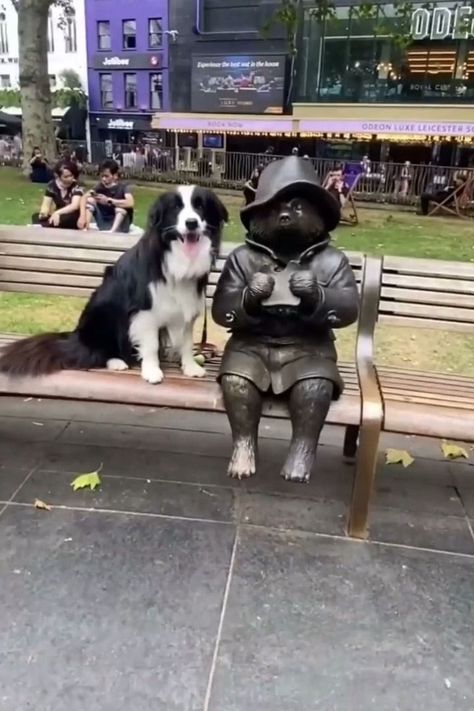 Paddington Bear London Statue London Paddington, Paddington Terrace, Paddington Bear Queen Elizabeth, Paddington Bear Statue, A Bear Called Paddington, Bear Statue, Leicester Square, Paddington Bear, Senior Trip