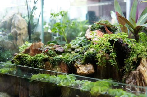 Fish Tank Terrarium - How To Turn Your Fish Tank Into An Amazing Terrarium in 2021 55 Gallon Aquarium, 55 Gallon Tank, Fish Tank Garden, Tank Terrarium, Large Fish Tanks, Terrarium Tank, Large Terrarium, Aquarium Garden, Growing Moss